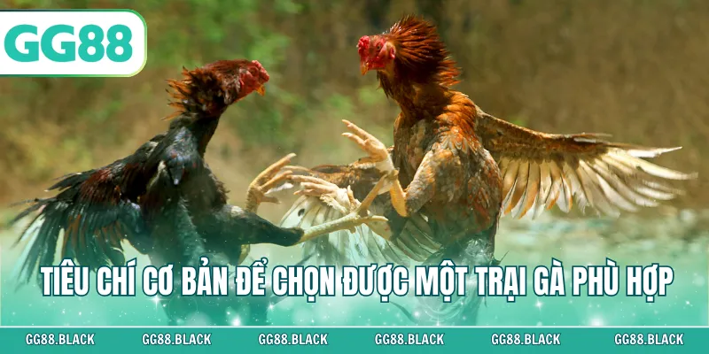Tiêu chí cơ bản để chọn được một trại gà phù hợp
